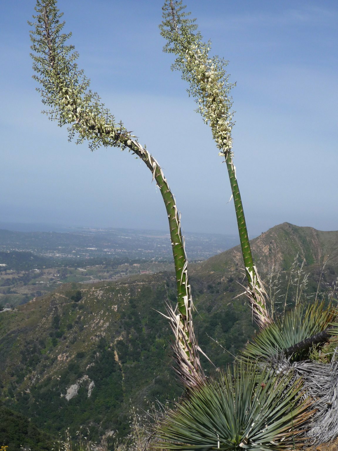 High Resolution Hesperoyucca whipplei Plant